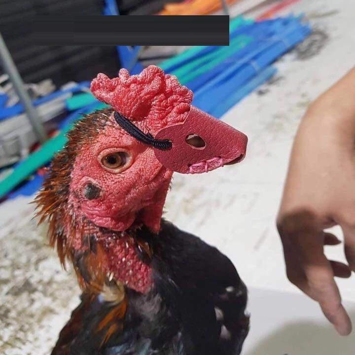 Bí Quyết Giúp Gà Chọi Chiến Thắng: Bịt Mỏ Hiệu Quả