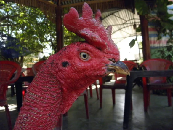 Cách chọn gà chọi mào cờ